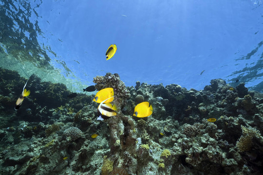 海洋和魚