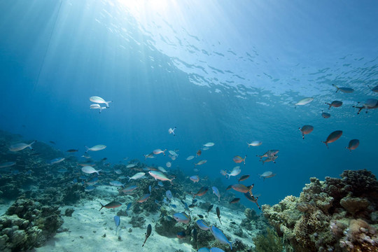 海洋和魚