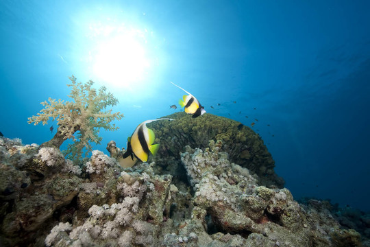 海洋和魚