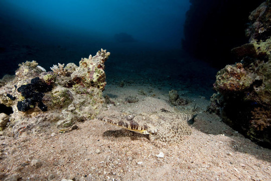 海洋和crocodilefish