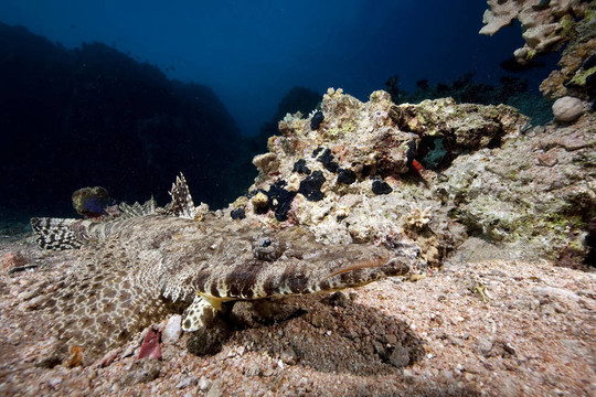 海洋和crocodilefish