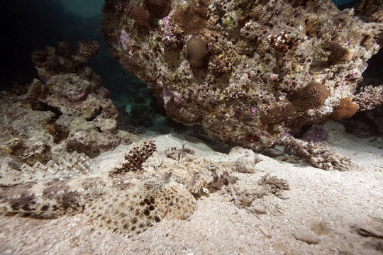 海洋和crocodilefish
