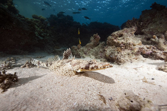 海洋和crocodilefish