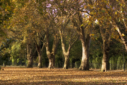 在公園里散步