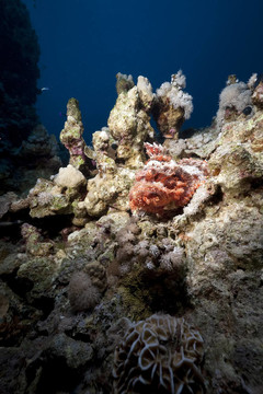 海洋生物