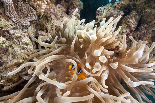 氣泡海葵和小丑魚