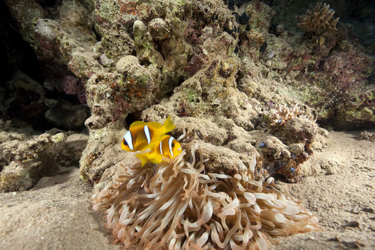 宏偉的海葵和小丑魚(yú)