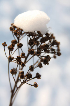 雪覆蓋干花
