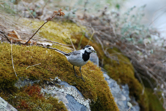 白鹡鸰（Motacilla alba）