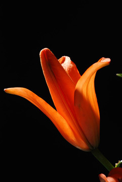 百合花