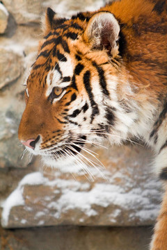 動物園里的西伯利亞虎