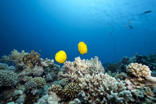 海洋和蝴蝶魚