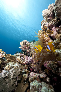 海葵和小丑魚