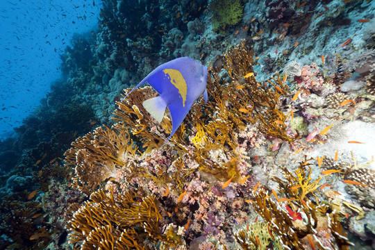 海洋和yellowbar神仙魚