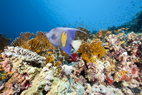 海洋和yellowbar神仙魚