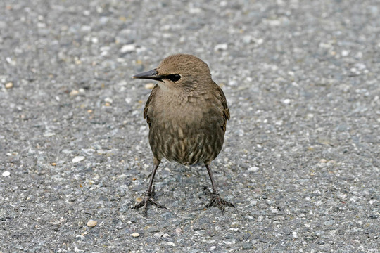 星；Sturnus vulgaris；Starling