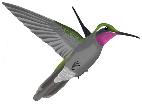 紫喉蜂鳥