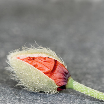 poppyflower