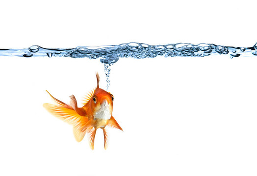 金魚氣泡