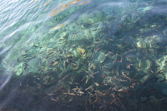 魚