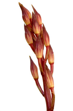 粉紅色的蘭花