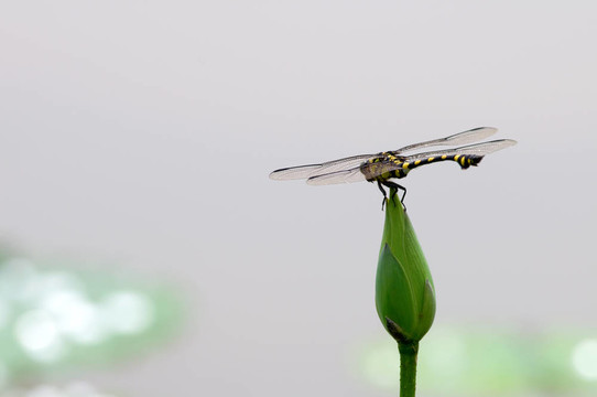 蜻蜓在芽