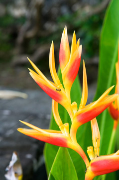 天堂花