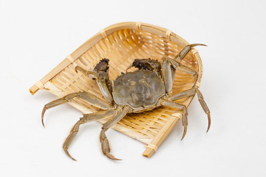 鮮活螃蟹