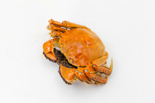 大閘蟹