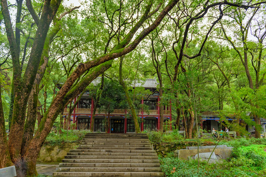 古樹 樹林