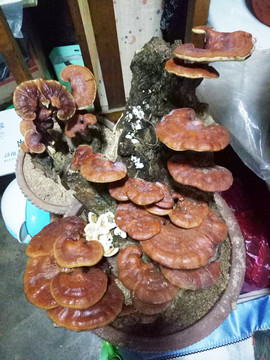 靈芝養(yǎng)殖