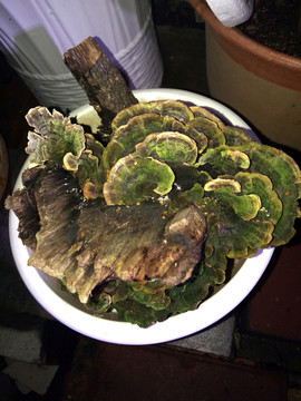 盆栽靈芝