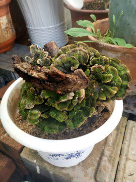 靈芝  藥草