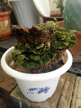 靈芝