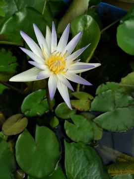 蓮花