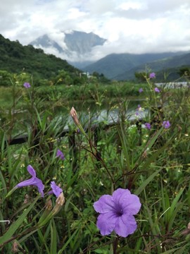 高山下的小花