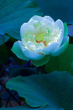 荷花素材