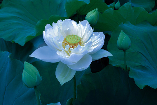 荷花  荷花池