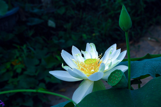 荷花
