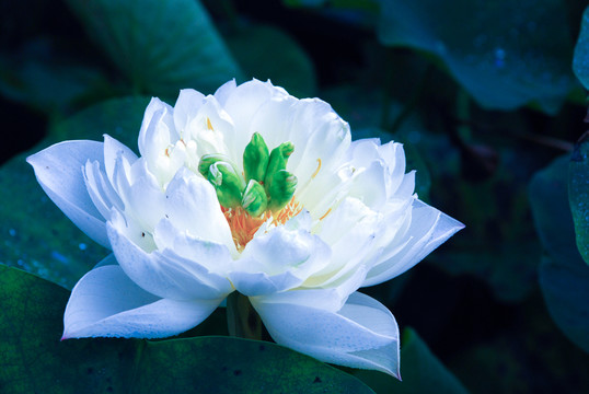 荷花