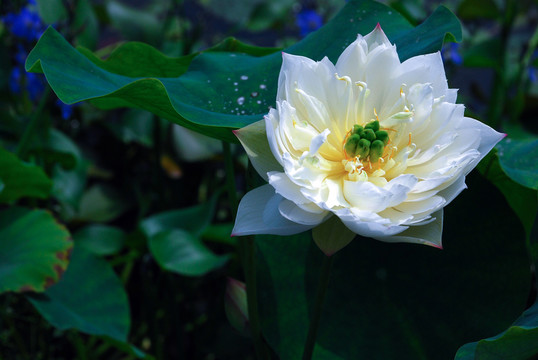 荷花