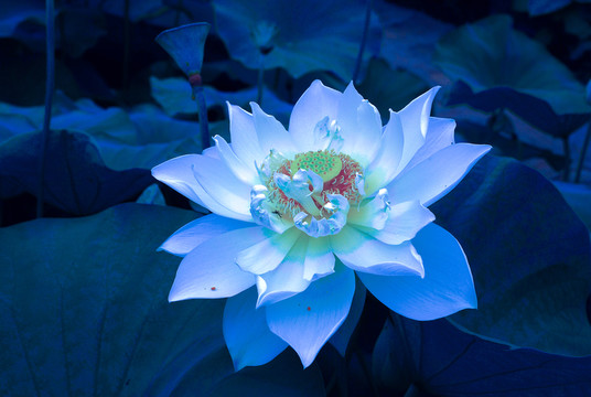 荷花