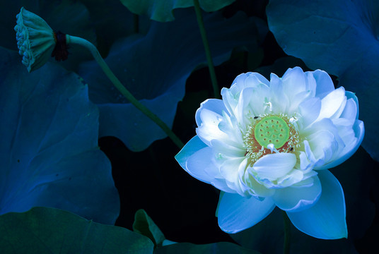 荷花