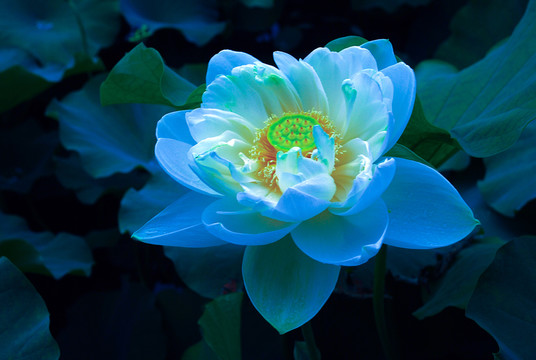 荷花