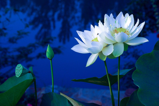 荷花