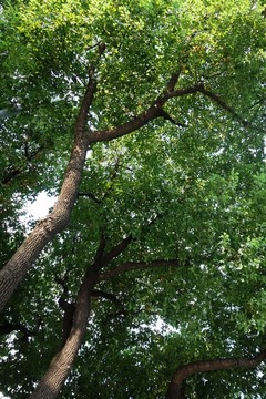 樹枝