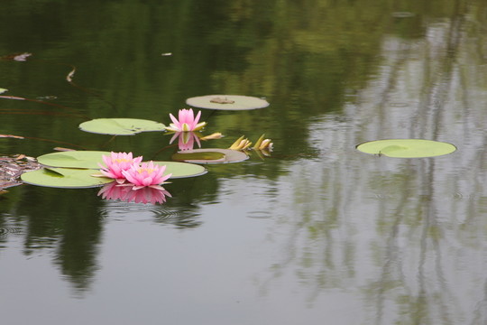 睡蓮花開(kāi)