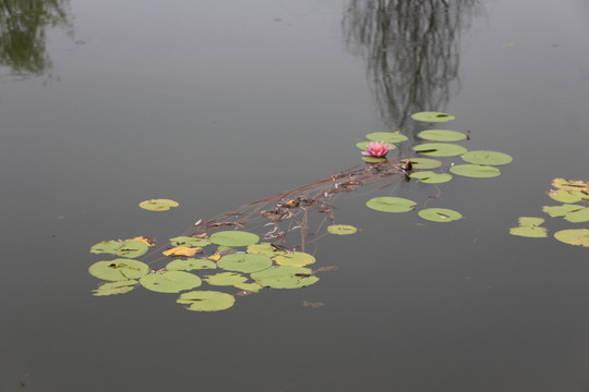 睡蓮花開