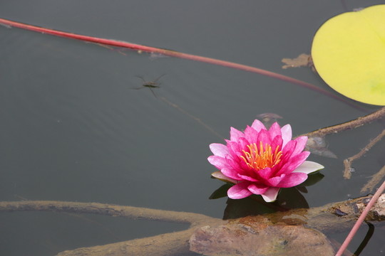 睡蓮花開