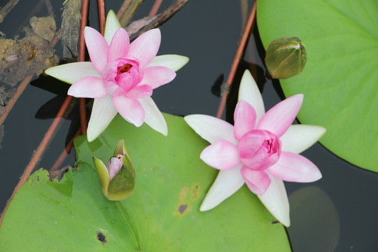 睡蓮花開(kāi) 姊妹花